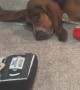 Basset Hounds Airs Out Ears On Vent