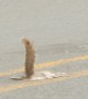 Roadkill Squirrel's Tail Sticks Straight Up
