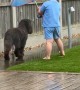 Little Boy Keeps His Dog Dry in the Rain