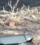 Proud Roadrunner Shows Off His Catch