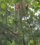 Country Kid Climbs High Into Trees