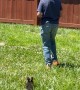 Son Protects Ducklings From Wrestling Dogs