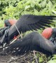 Two Red-Chested Birds Compete to Win an Uninterested Female