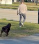 Chocolate Lab Takes Mail Delivery Job Seriously