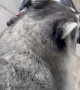 Raccoon Hitches A Ride On Dog Friend