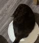 Clever Cat Rides Robot Vacuum