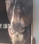 Happy Horse With a Contagious Smile