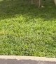 Little Girl and Dog Play With Bubble Machine