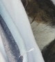 Neighbor's Cat Gets Cozy In Hammock