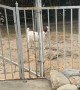 Goat And Horse Play Loud Game Of Tag