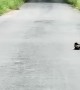 Two Young Stoats Play On Country Road