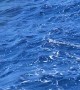 Splitfin Orca Surfaces Next to Expedition Boat