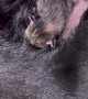 My Dog Adopted a Baby Kitten
