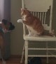 Dog and Cat Playing Around