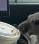 Joey Sips Cola In Car