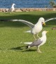 Is That a Horse or a Bird?