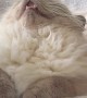 Cat Sleeps With His Mouth Open