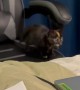 Kitten Jumps Around and Falls Off of Bed