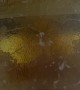 Translucent Insect Filmed Through Window