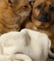 Worried Dog Getting Licked by Weird Cat