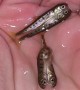 Pacific Salmon Fry Are Conjoined Twins