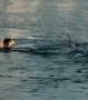 Dog Loves Swimming With Dolphins