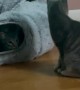 Small Purrticle Collider