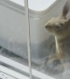 Clever Squirrel Opens Peanut Jar