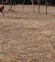 Red Deer Stag Wants All the Smoke... Until He Doesn't