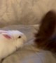 Rabbit Playing With Dog's Tail