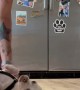Flipping the Chihuahua Cheeto