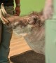 Peaches the Warthog Delights Zoo Visitors