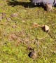 Dad Slips and Follows Skipping Stone Into Water