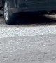 Crafty Bear Duo Opens Car Door
