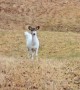 Piebald Whitetail Deer in Maine