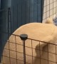 Guinea Pig Bounces His Bed on His Head