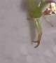 Spider With a Face on Its Back