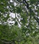 How Is This Tree Still Standing?