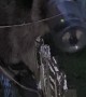 Saving a Raccoon With a Jar on Its Head