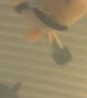 Mr. Sue Enjoying Snacks in His Floaty