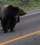 Triplet Grizzly Bear Cubs In Grand Teton