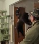 Black Cat Trains for Long Jump World Record