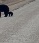 Driver Encounters Momma Bear and Adorable Cubs