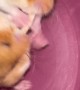 Hamster Lady and the Tramp Moment Gone Wrong