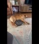 Unbothered Pup Just Wants to Lay Down