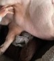 Mr. Pig Loves Belly Rubs