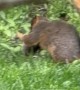 Wild Squirrel Playing With Puppy Toy