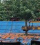 Mechanical Cherry Harvest Machine in Action