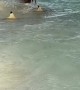Sharks Hunting Small Fish in Shallow Water