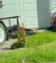 Wild Rabbit Playing Ball